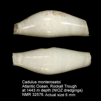 Cadulus monterosatoi.jpg - Cadulus monterosatoiLocard,1897